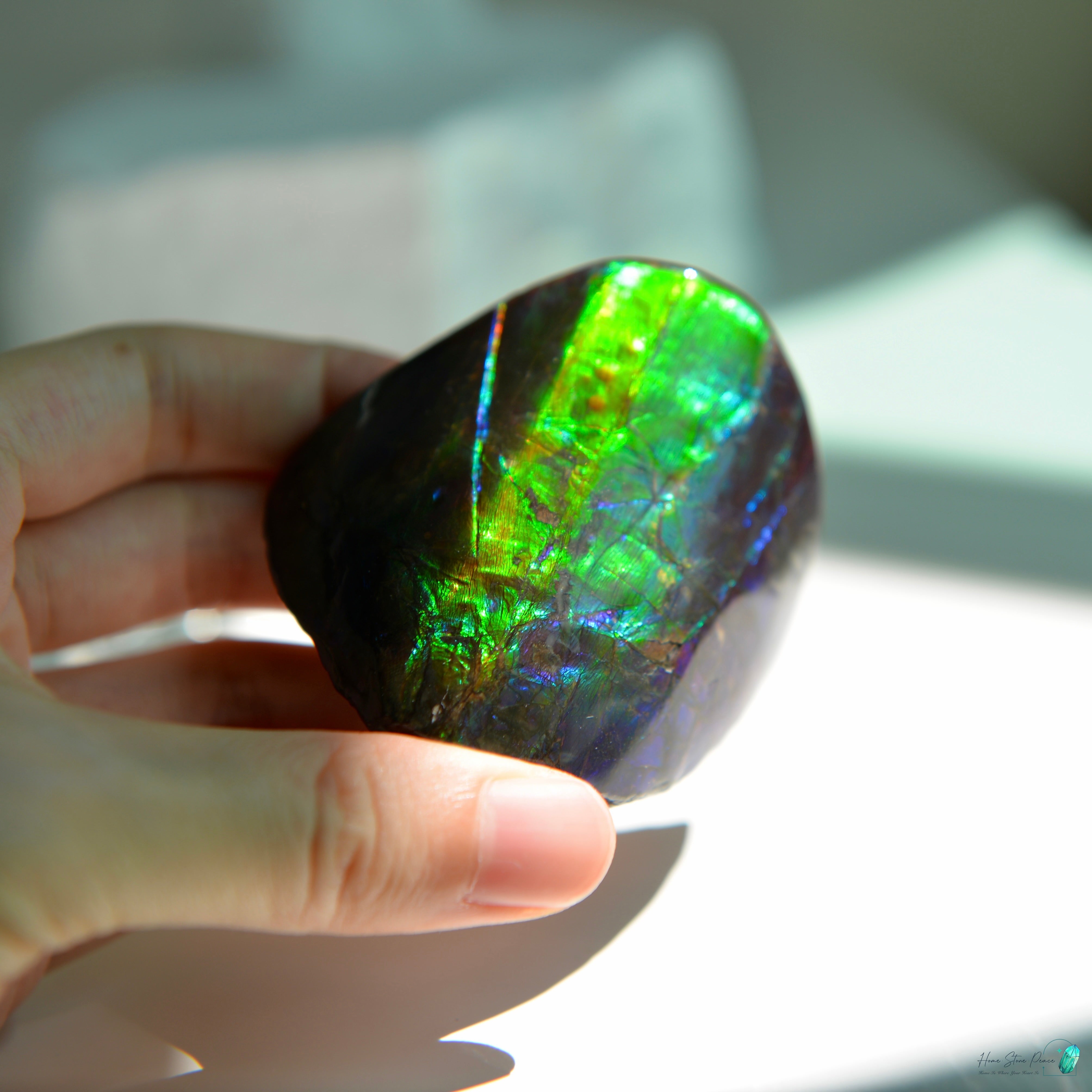 加拿大斑彩化石 Canadian Fossilized Ammonite