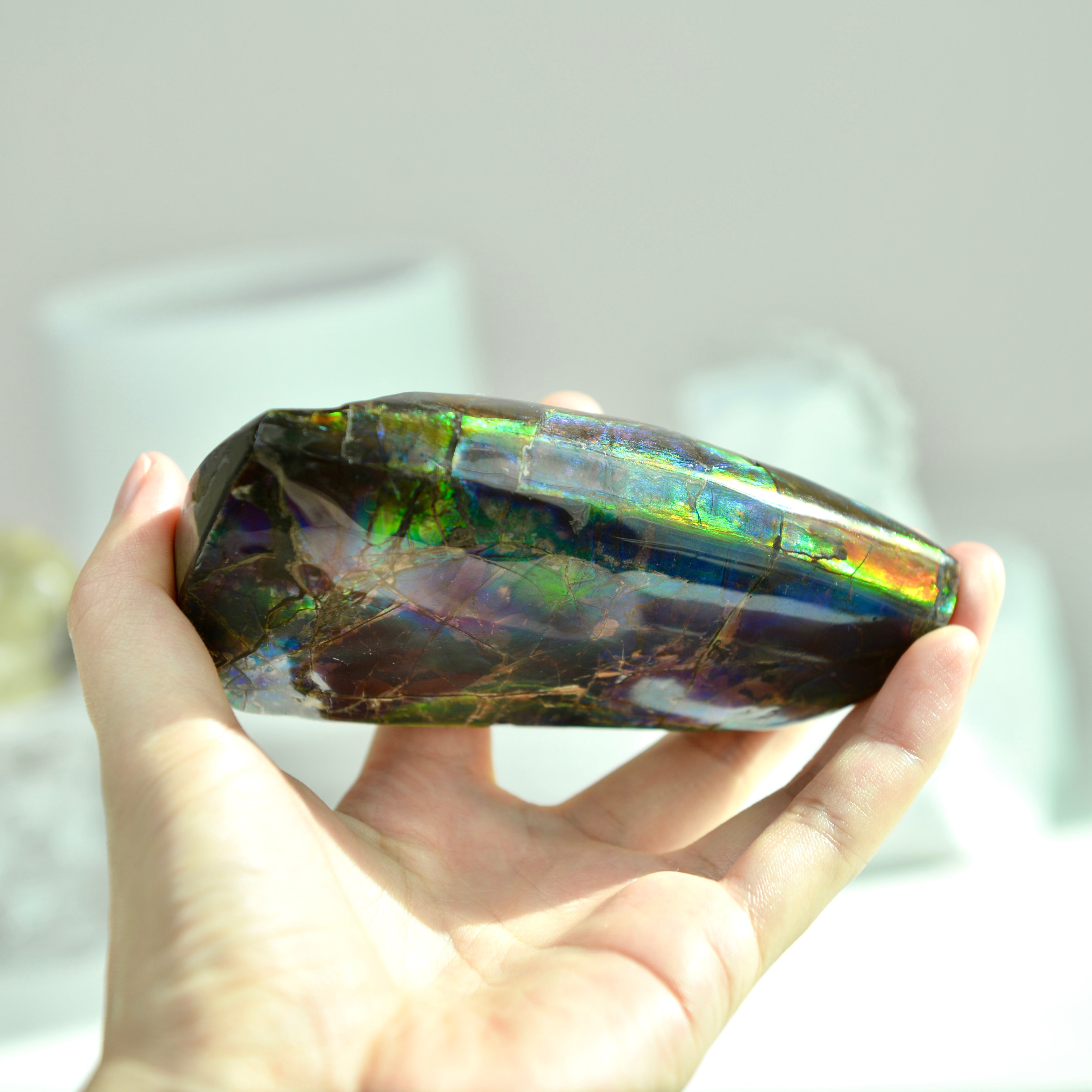 加拿大斑彩化石 Canadian Fossilized Ammonite