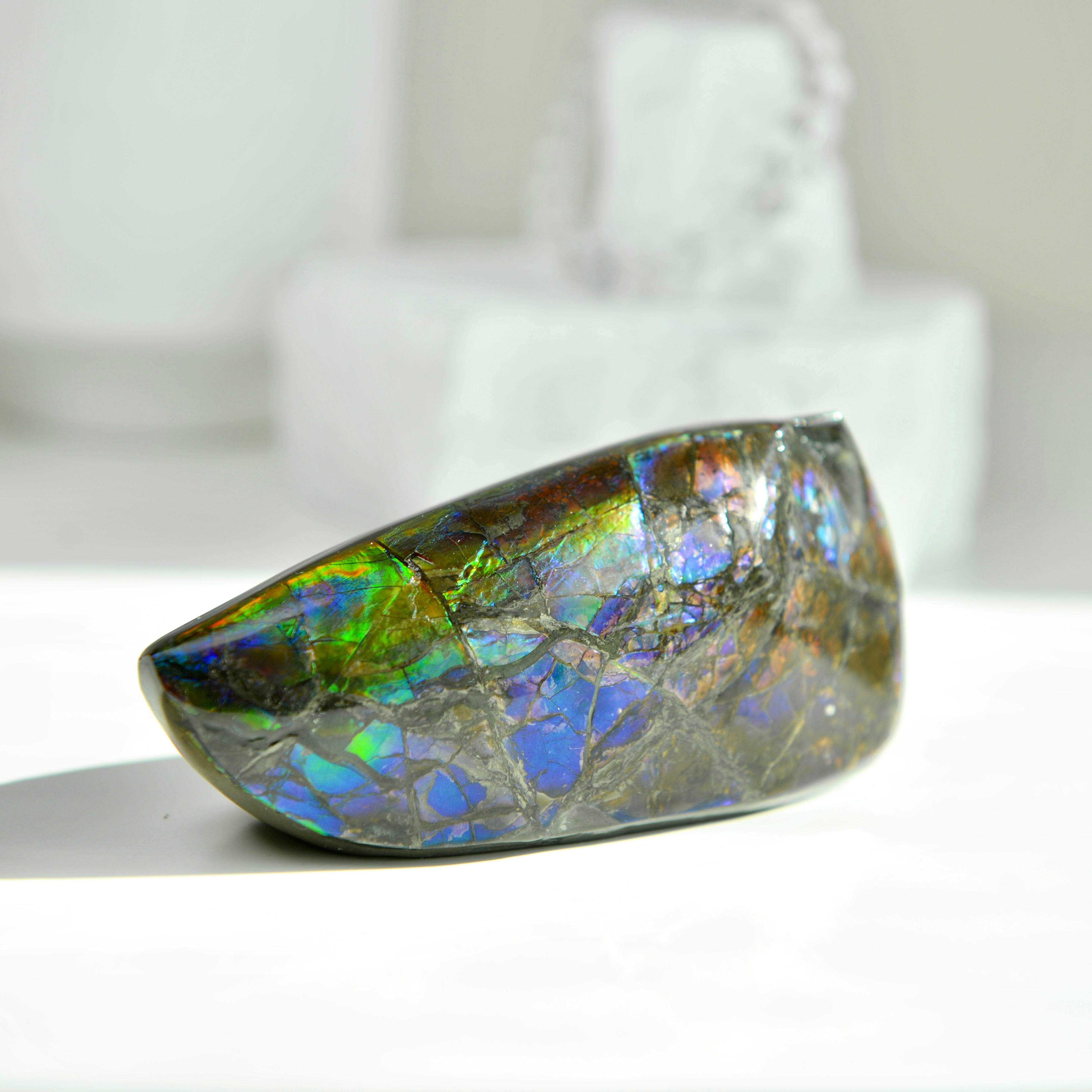 加拿大斑彩化石 Canadian Fossilized Ammonite