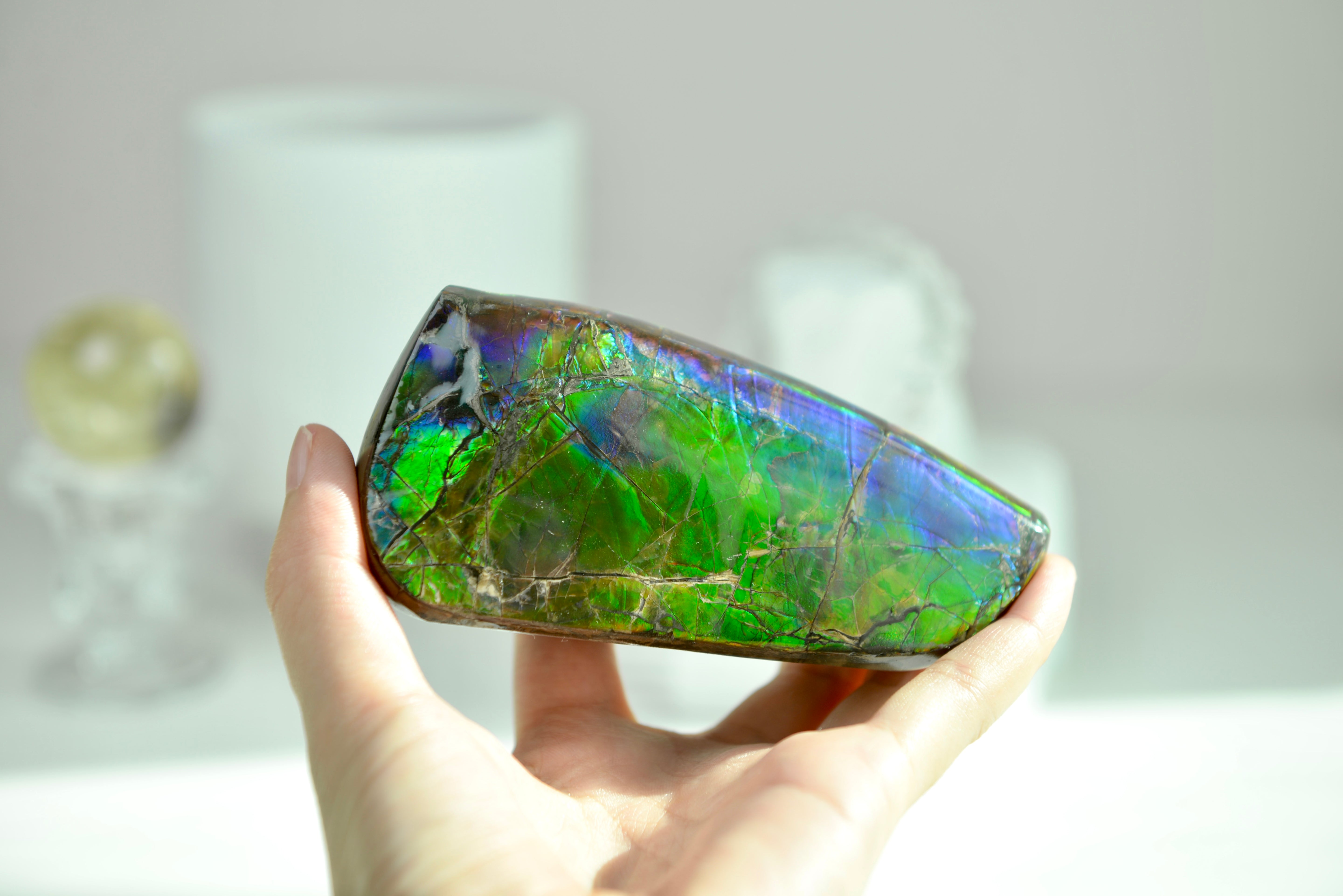 加拿大斑彩化石 Canadian Fossilized Ammonite