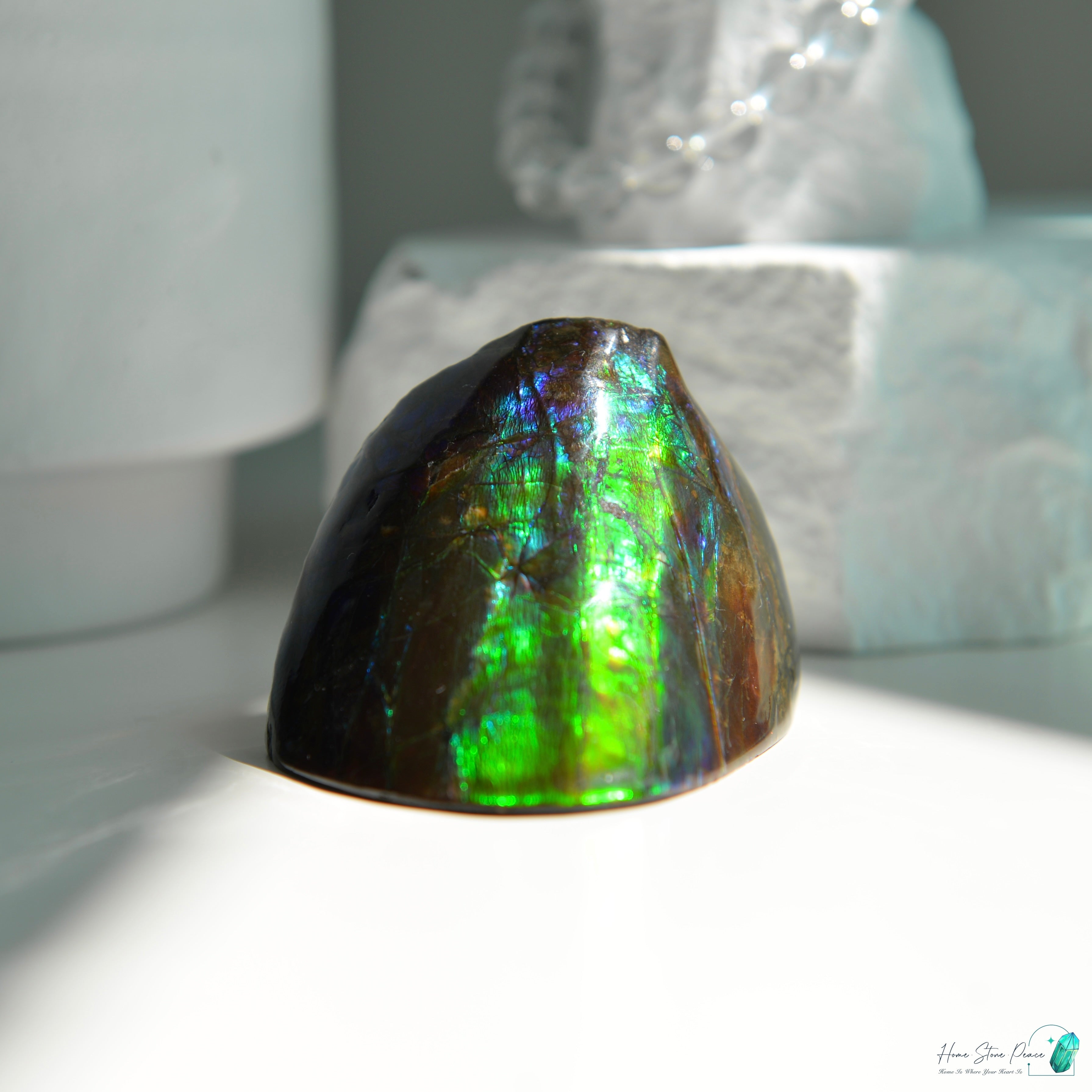 加拿大斑彩化石 Canadian Fossilized Ammonite