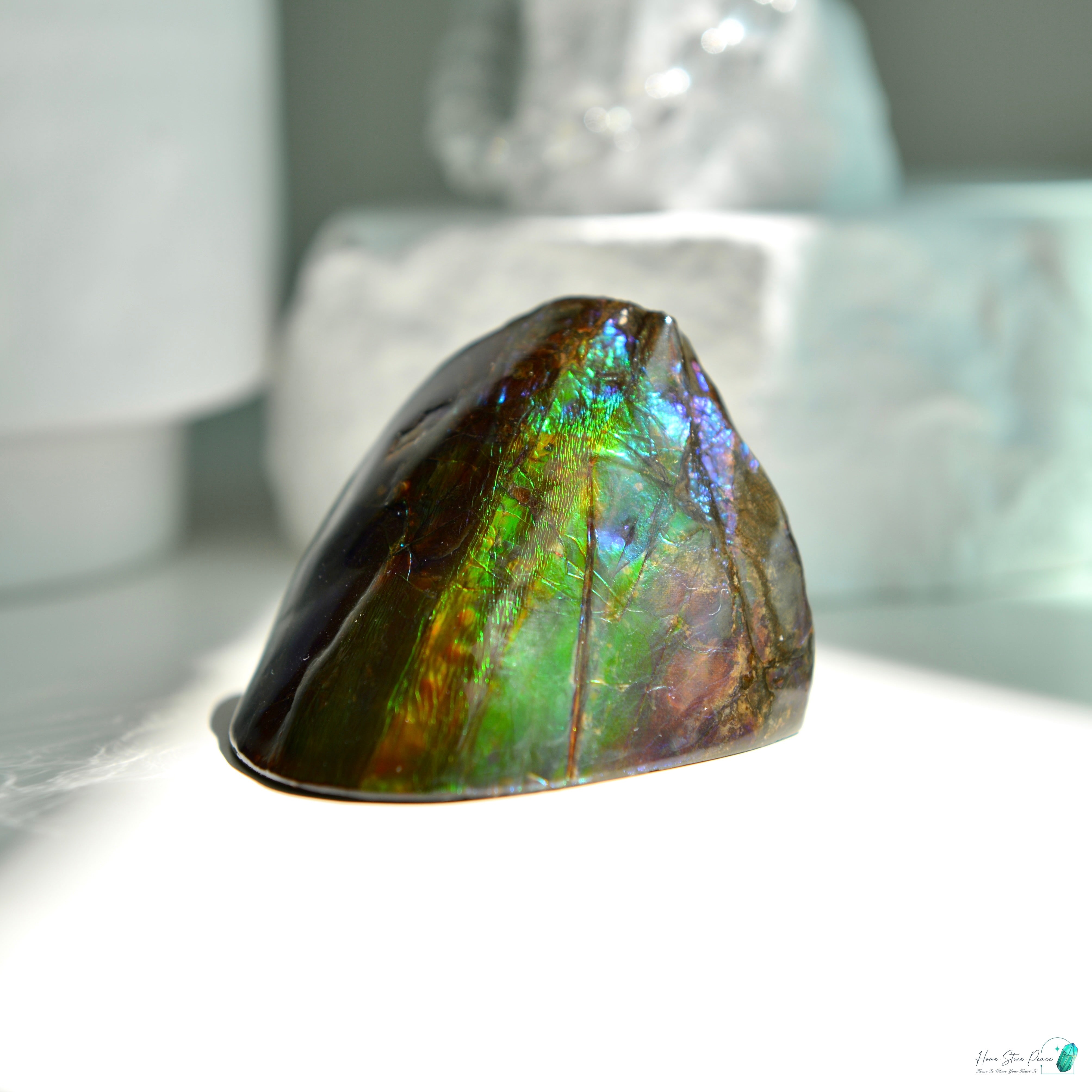 加拿大斑彩化石 Canadian Fossilized Ammonite