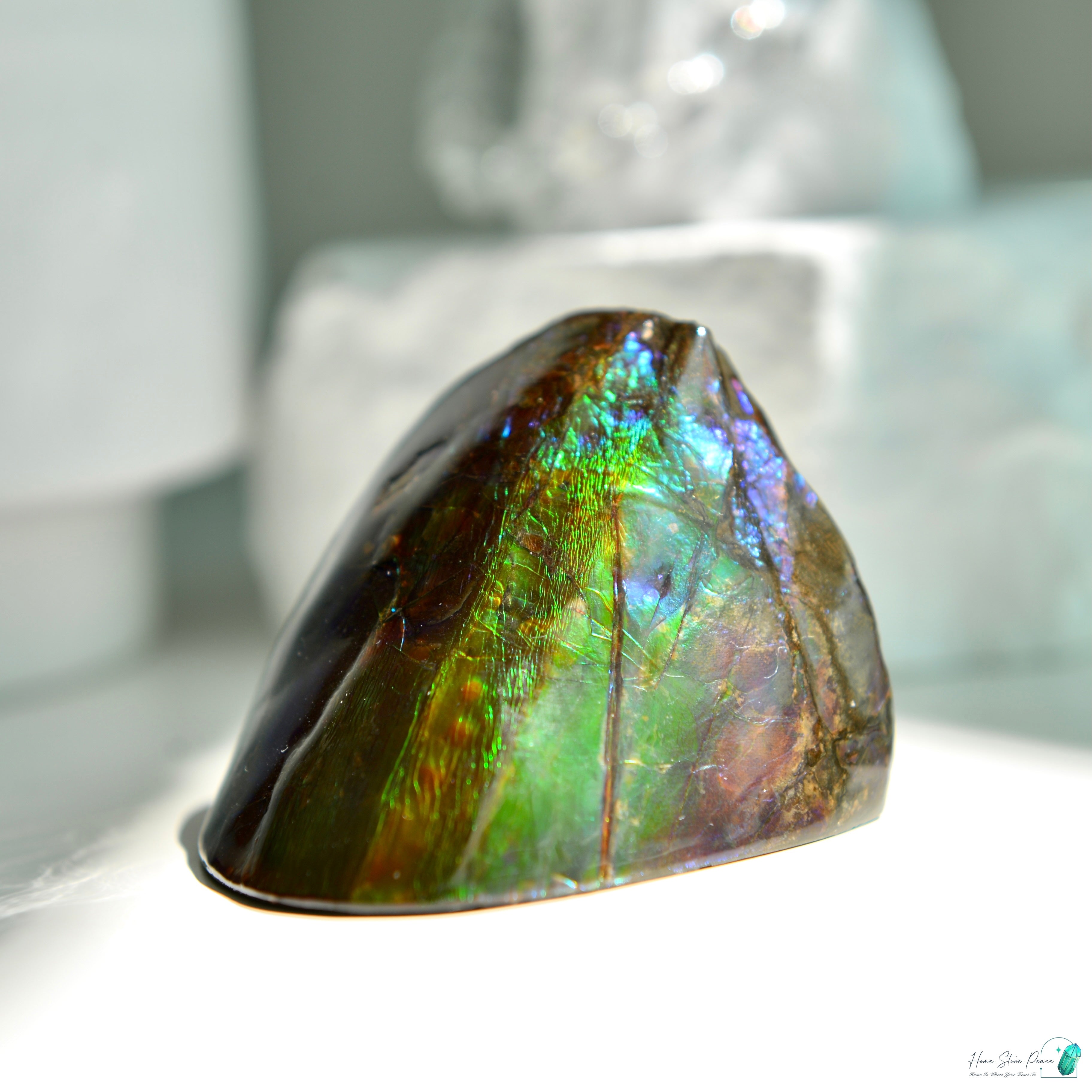 加拿大斑彩化石 Canadian Fossilized Ammonite