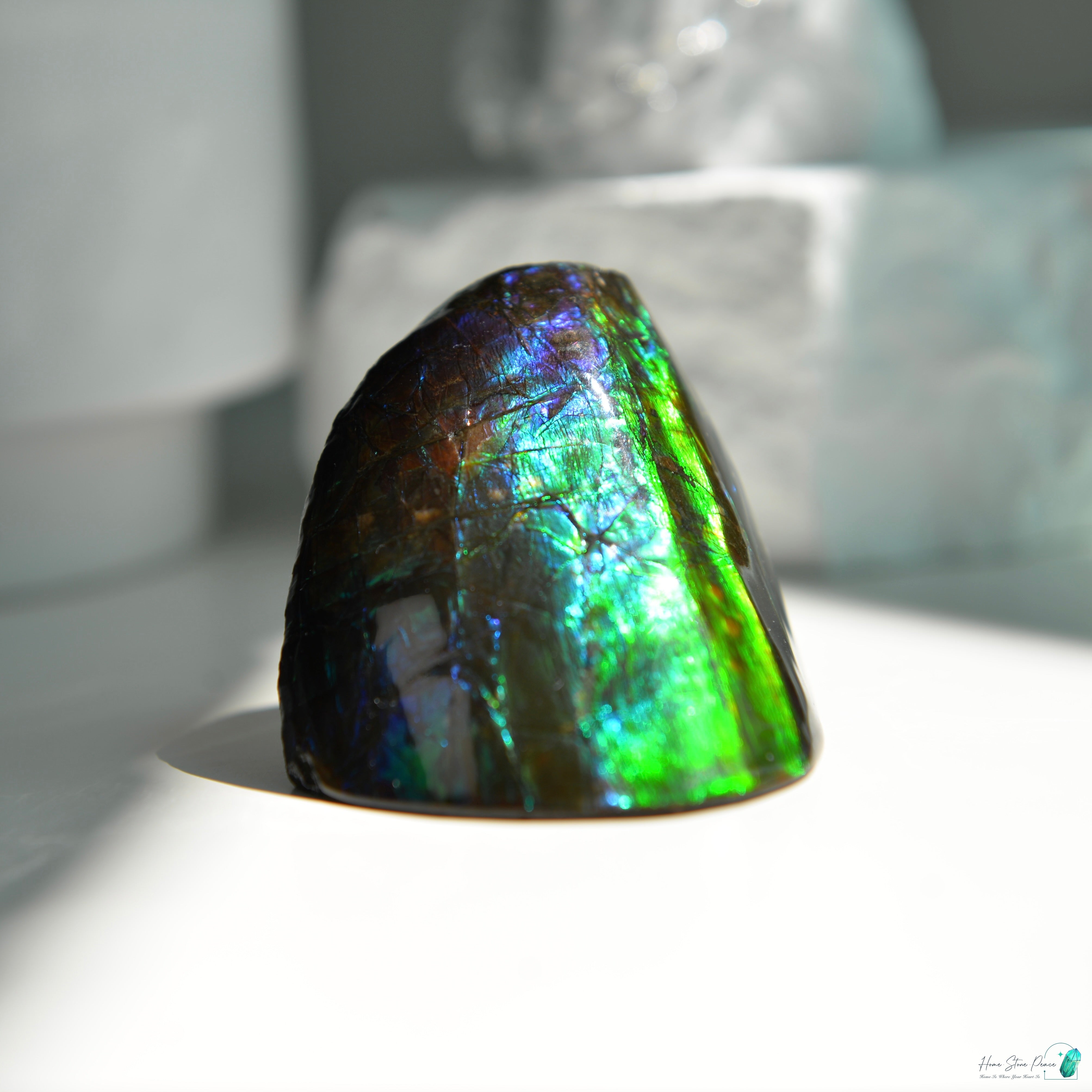 加拿大斑彩化石 Canadian Fossilized Ammonite