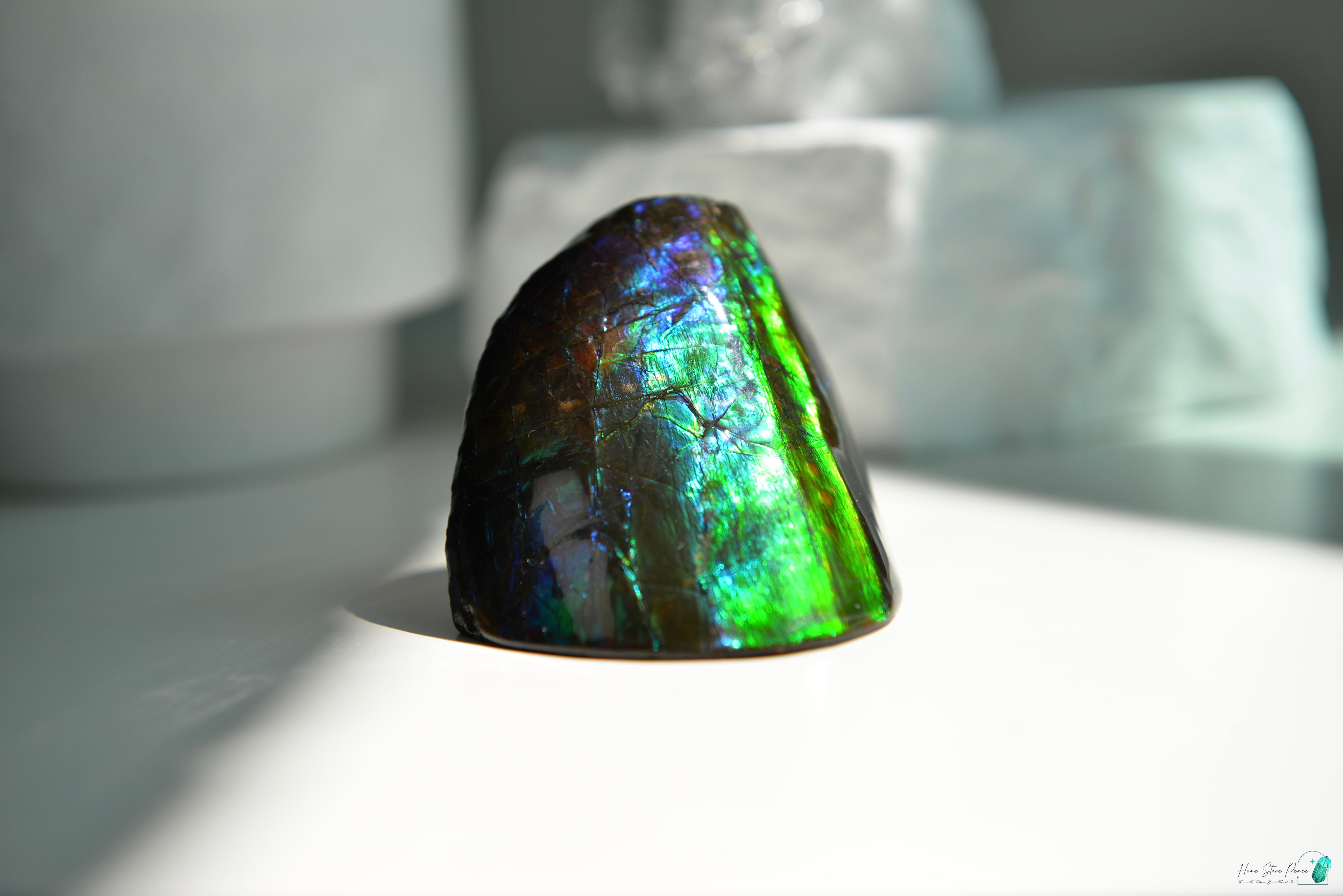 加拿大斑彩化石 Canadian Fossilized Ammonite