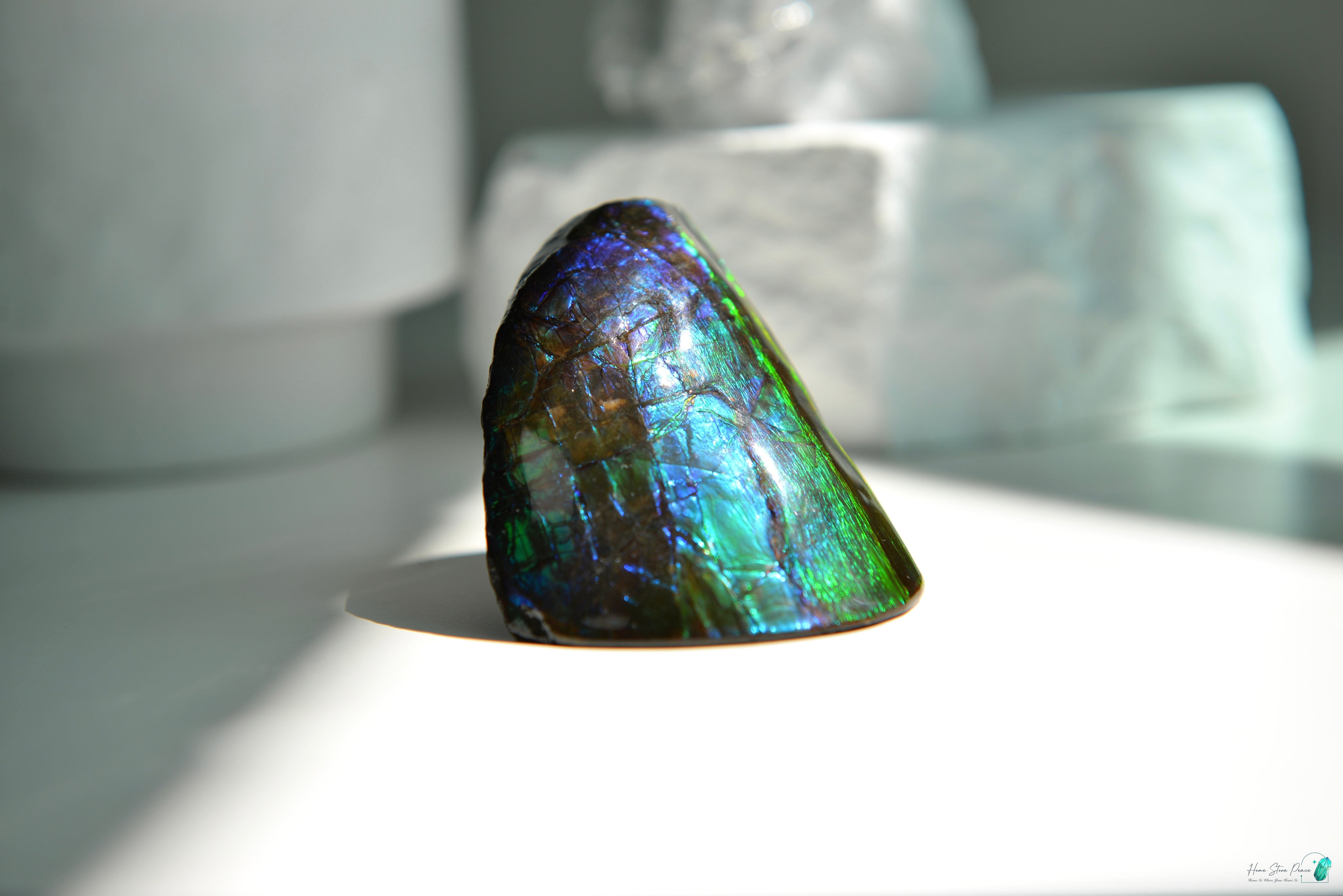 加拿大斑彩化石 Canadian Fossilized Ammonite