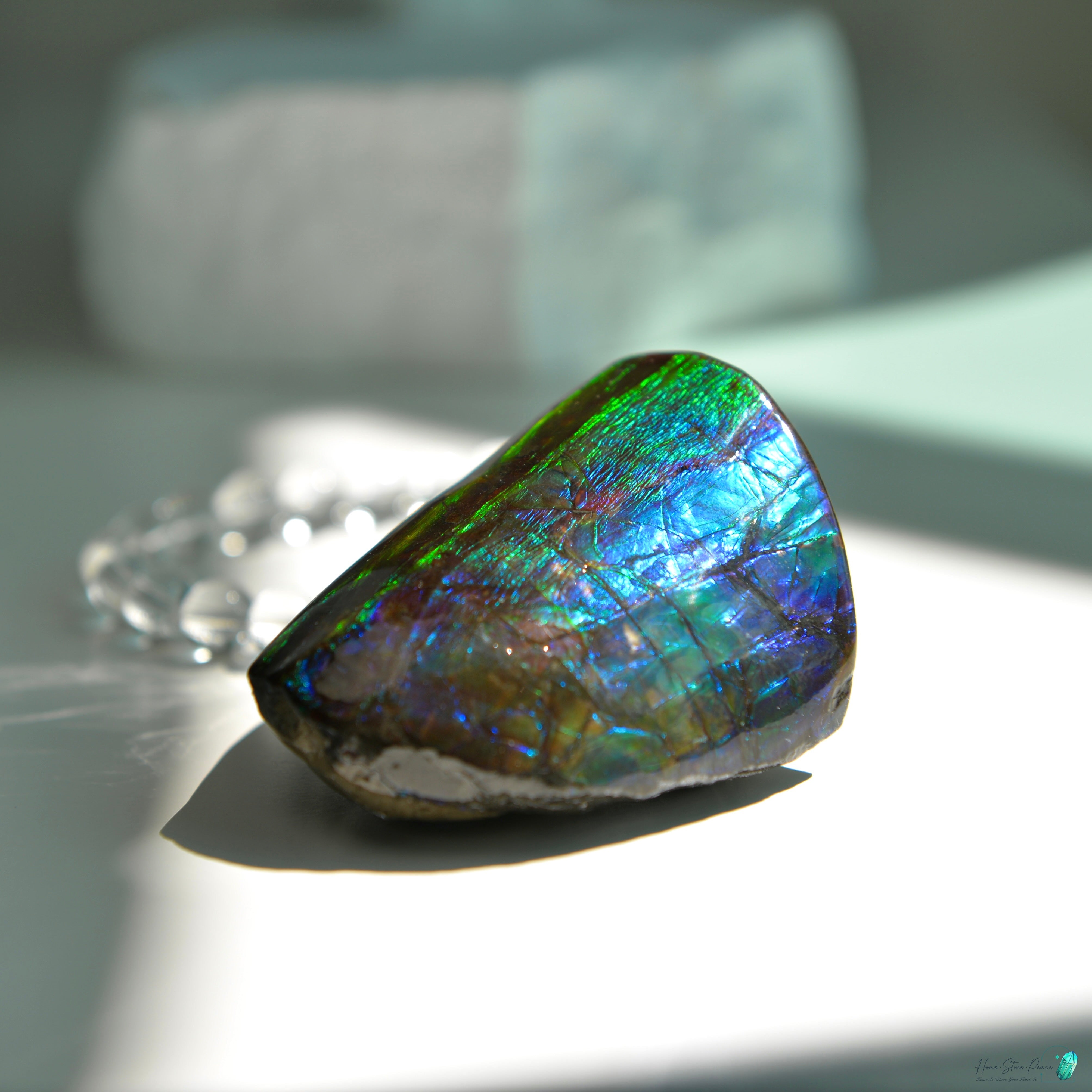 加拿大斑彩化石 Canadian Fossilized Ammonite