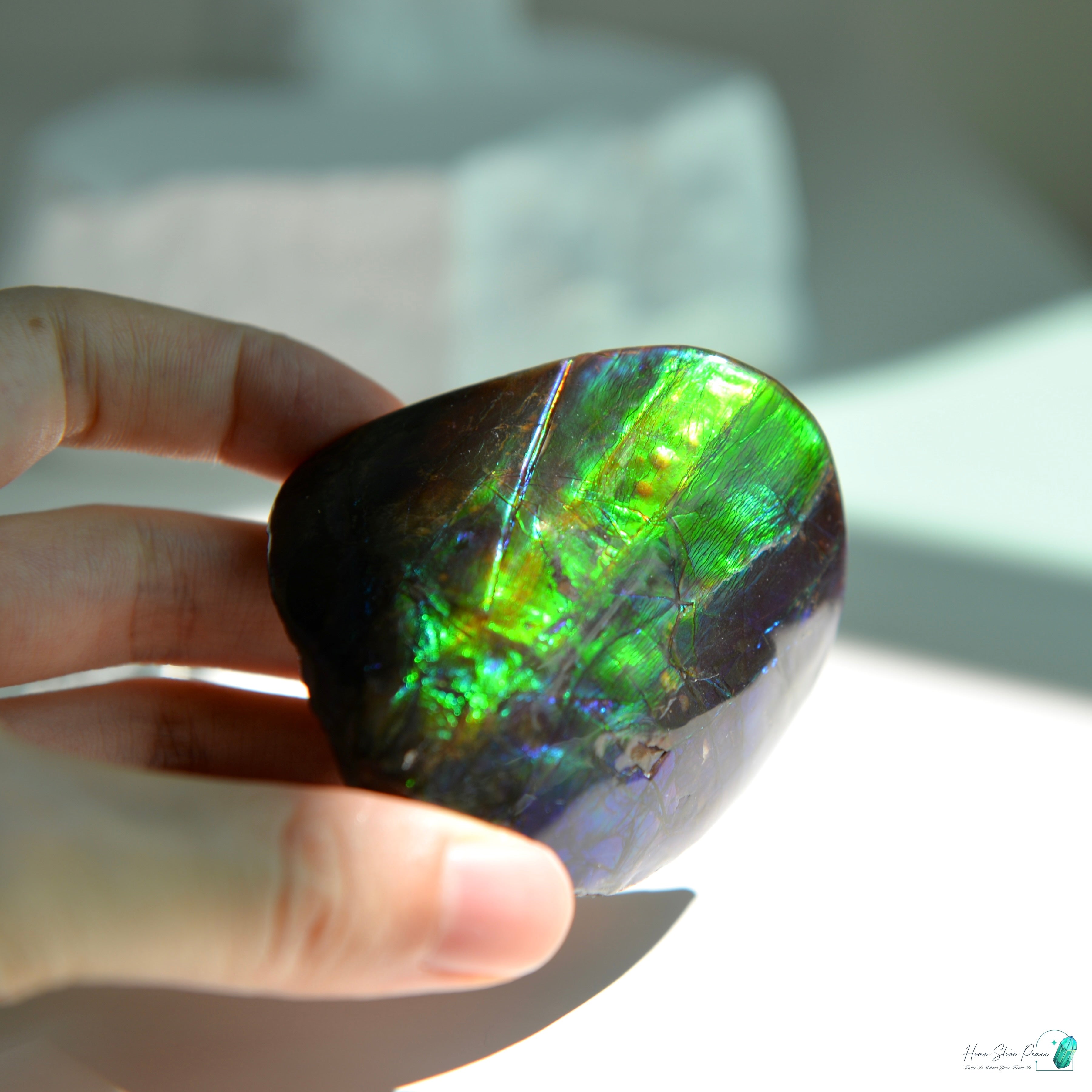 加拿大斑彩化石 Canadian Fossilized Ammonite